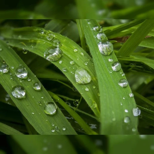 Gentle Nature