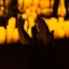 Candlelight Plein Air : Hommage à Hans Zimmer